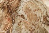 Polished Petrified Wood (Araucaria) Round - Madagascar #376074-1